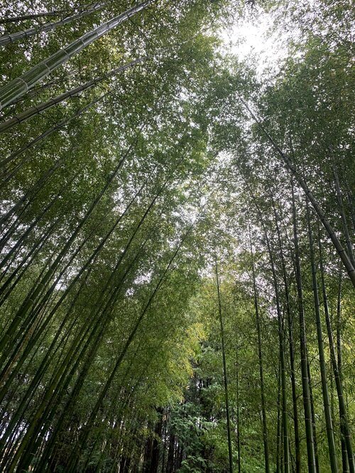 竹林のカフェ・山乃庄 3 IMG 7862 1