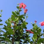 沖縄の花